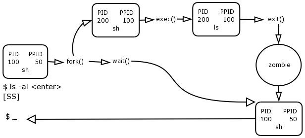 Process Life Cycle